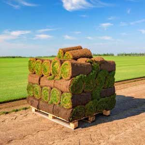 natural grass supplier delhi