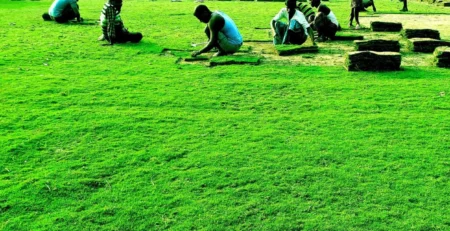 Natural green grass for garden in delhi