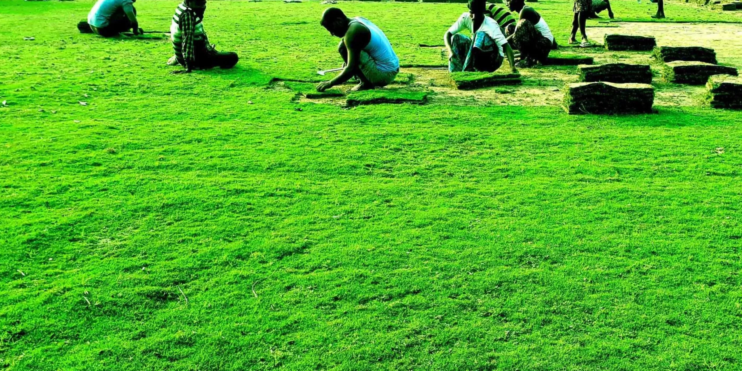 Natural green grass for garden in delhi