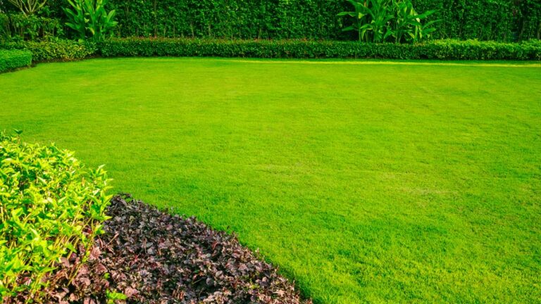 Best Natural green grass for garden in delhi