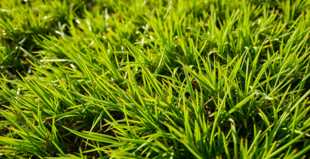 Natural grass suppliers in Delhi NCR