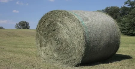 Top Natural grass supplier