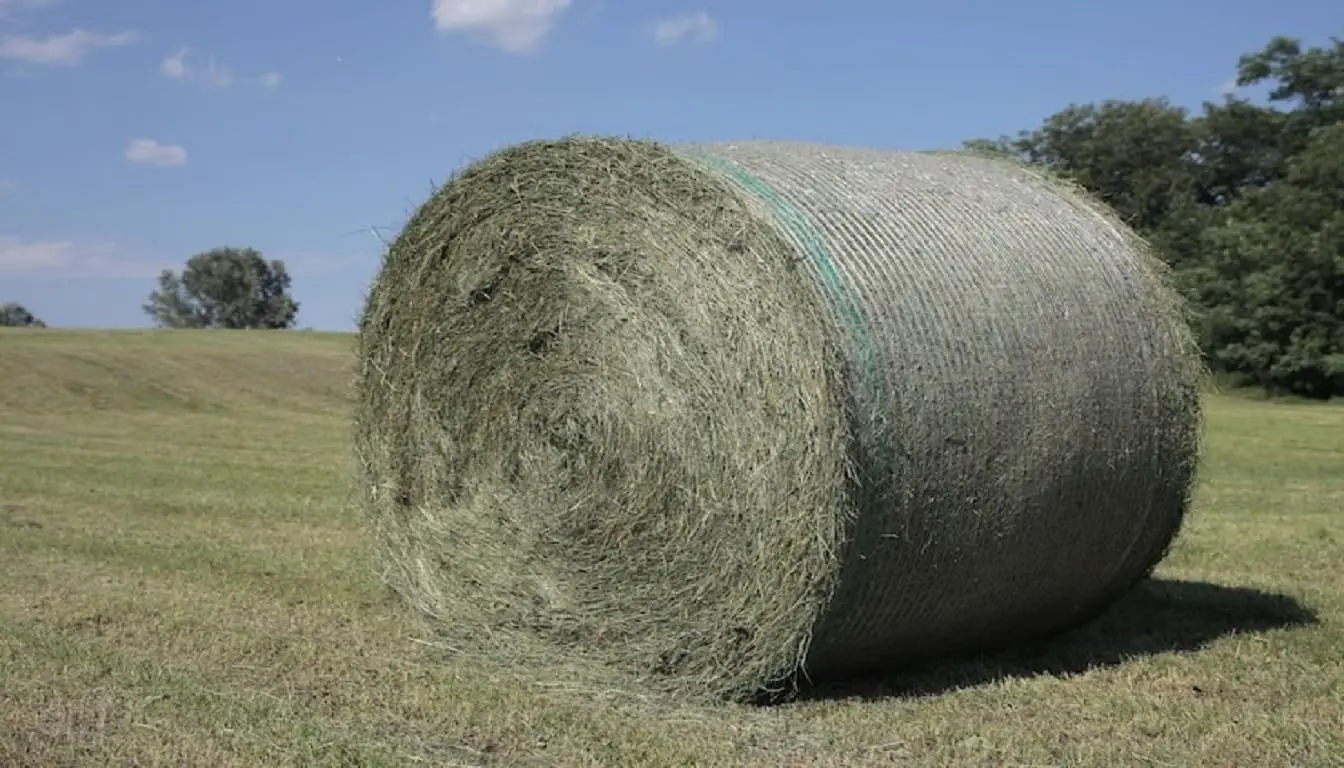 Top Natural grass supplier