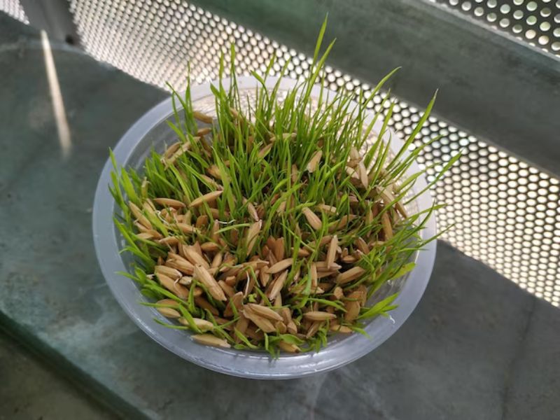 Everything You Need to Know About Commercial Grass Seed Suppliers in Delhi