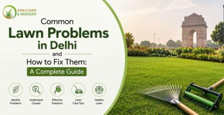 Common Lawn Problems in Delhi showing healthy green grass recovery after proper lawn care and maintenance solutions