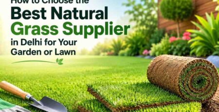 Natural Grass Supplier in Delhi