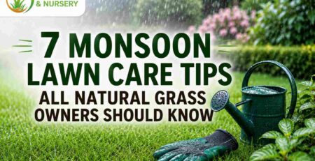 monsoon lawn care tips